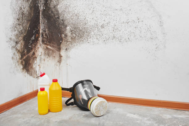 Best Bathroom Mold Remediation in Cedar Springs, MI