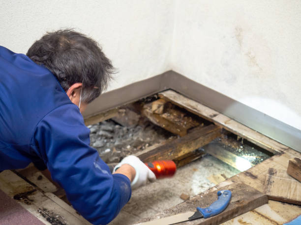 Best Insurance-Related Mold Remediation in Cedar Springs, MI