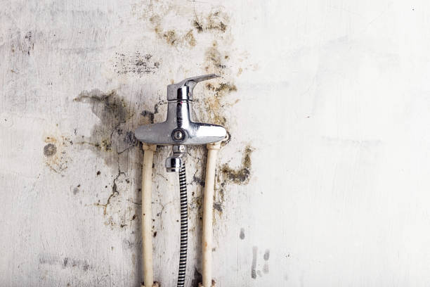 Best Mold Remediation for Schools in Cedar Springs, MI