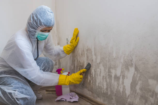 Best Residential Mold Remediation in Cedar Springs, MI