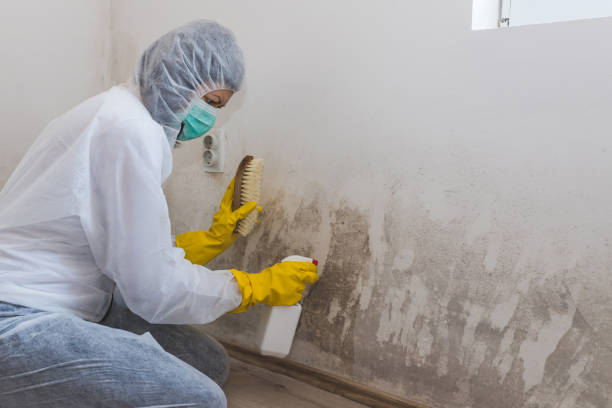 Best Health and Safety Mold Remediation in Cedar Springs, MI