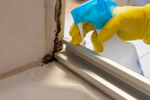 Best Mold Testing and Inspection Services in Cedar Springs, MI
