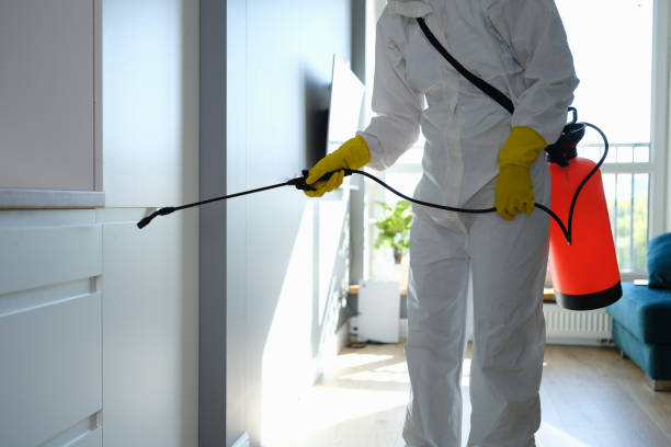 Best DIY Mold Remediation Support Services in Cedar Springs, MI
