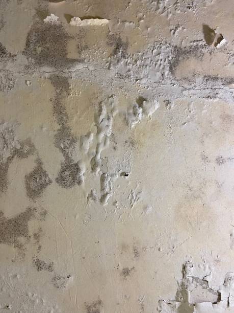 Best Bathroom Mold Remediation in Cedar Springs, MI