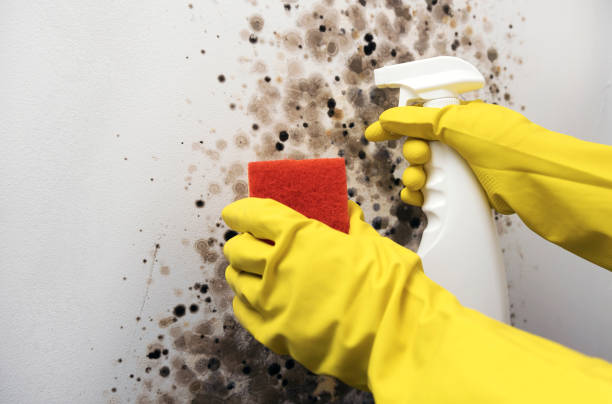 Best Crawl Space Mold Remediation in Cedar Springs, MI