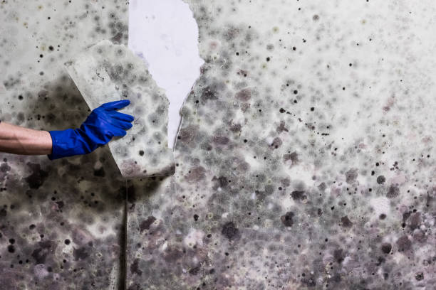 Best Kitchen Mold Remediation in Cedar Springs, MI