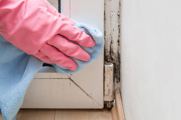 Best Kitchen Mold Remediation in Cedar Springs, MI