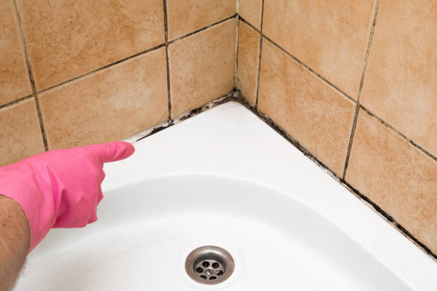 Best Attic Mold Remediation in Cedar Springs, MI